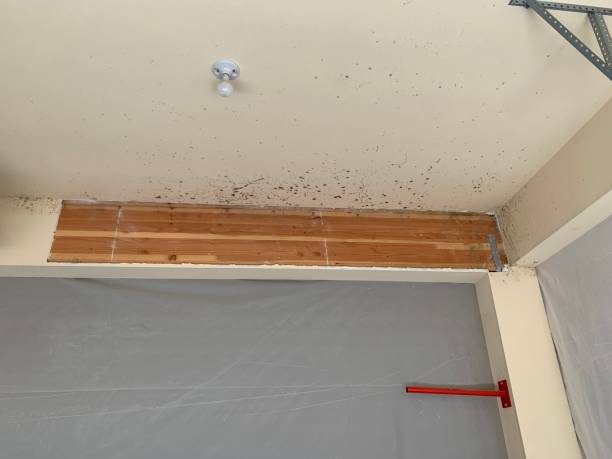 Asbestos and Lead Testing During Mold Inspection in Cotulla, TX