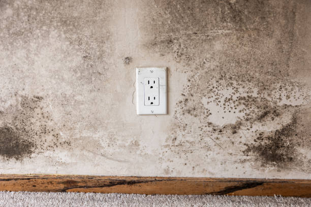 Best Mold Prevention Services  in Cotulla, TX